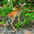 Wildlife of the South East, USA