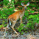 White-tailed deer (fawn)