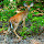 Wildlife of the South East, USA