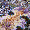 Girdled Glossodoris Nudibranch