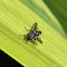 Tachinid fly