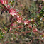 Russian thistle