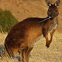 Kangaroo Island Kangaroo