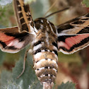 Striped Hawk Moth