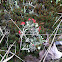 Lipstick Lichen