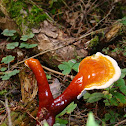 Lingzhi