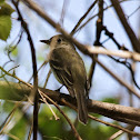 Least Flycatcher