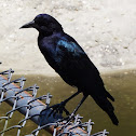 Boat-tailed Grackle