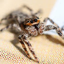 Tan Jumping Spider