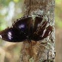 Great Eggfly