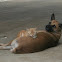 Dog and Cat