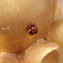 Ladybug