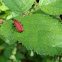 Cardinal beetle