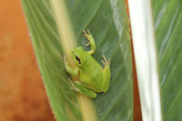 Spotting Image 1
