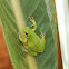 Hyla meridionalis