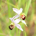 Bee orchid