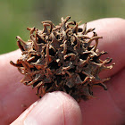 Sweet Gum