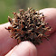 Sweet Gum