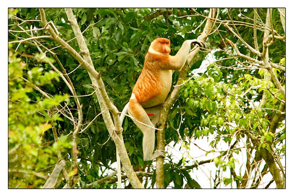 Spotting Image 1