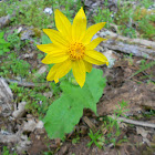 Arnica