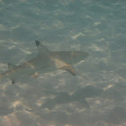 Blacktip Reef Shark