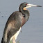 Tricolored Heron
