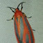 Painted Lichen Moth