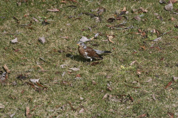 Spotting Image 1