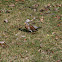 Fieldfare