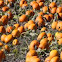pampkin