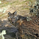 Coyote
