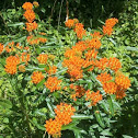 Butterfly weed