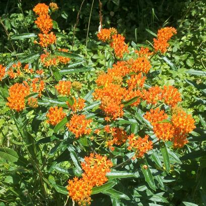 Spotting Image 1