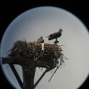 Osprey