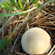 Puffball / Puhara