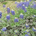 Blue bonnets
