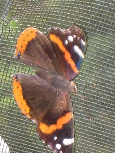 Spotting Image 1