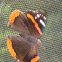 Red Admiral