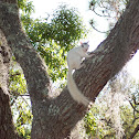 White Eastern Grey Squirrel