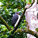 Semiplumbeous Hawk