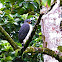 Semiplumbeous Hawk