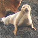 Harbor Seal