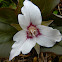 Painted Trillium