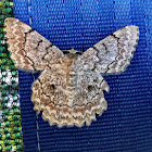 White Lopper moth