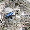 Darkling beetle