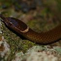 Dwarf Crowned Snake