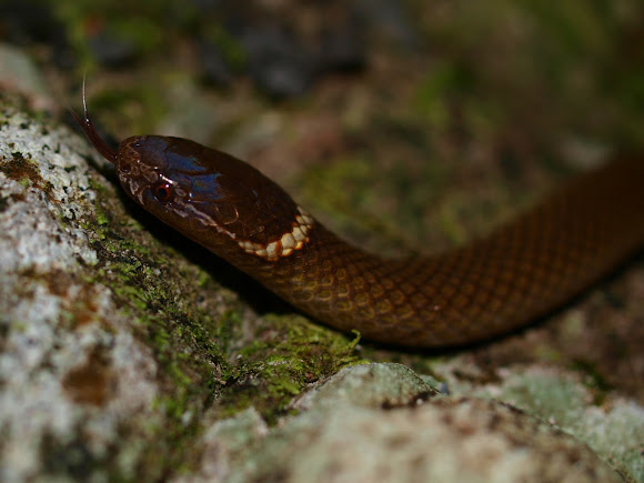 Spotting Image 1