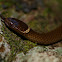 Dwarf Crowned Snake