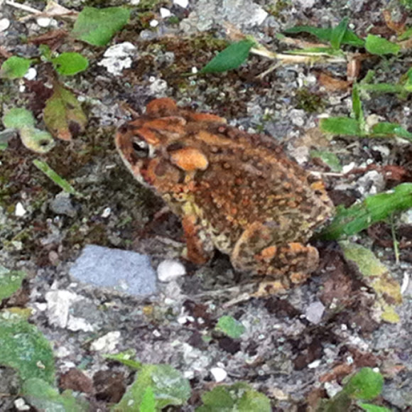 Spotting Image 1