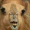 Dromedary Camel - Nashville Zoo
